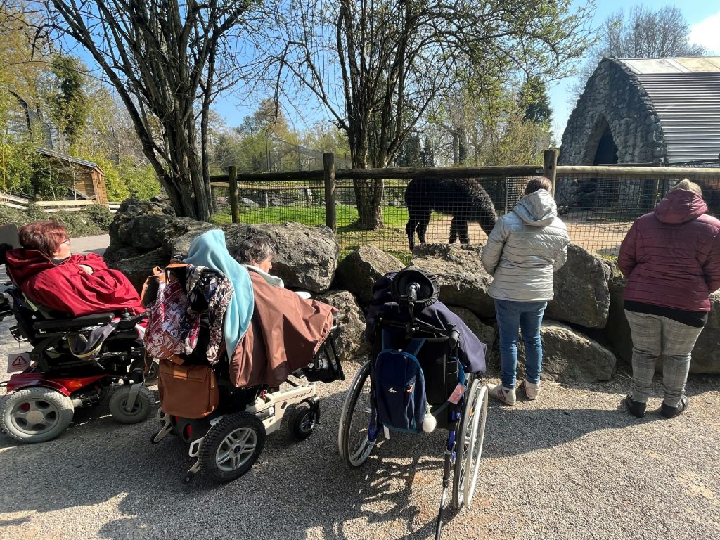 Sortie au parc animalier : des personnes en fauteuil roulant et leurs accompagnantes observent un alpaga dans son enclos.
