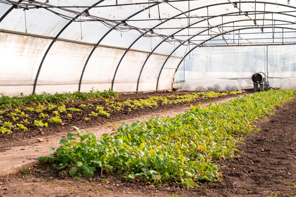 Serre tunnel de l’ESAT Le Jardinet, rangs de légumes en culture