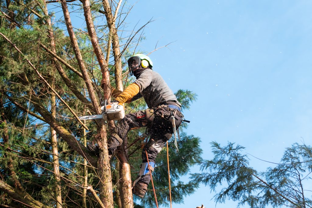 Un élagueur harnaché, casque et protections, coupe des branches à la tronçonneuse en haut d'un conifère.